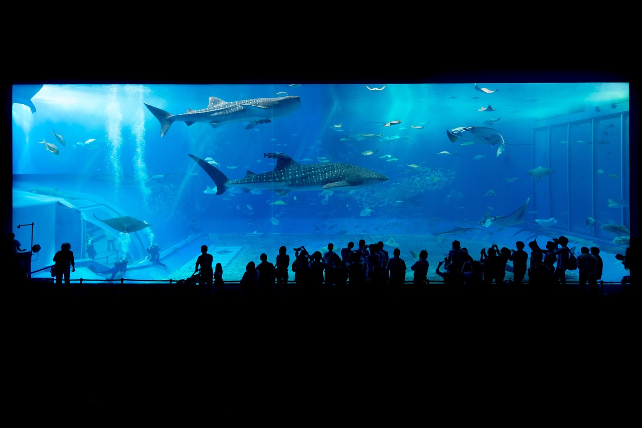 Discovering Aquaria KLCC: A Fascinating Underwater World